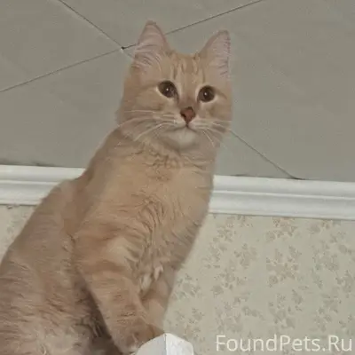 Пропал кот, район 36 школы
