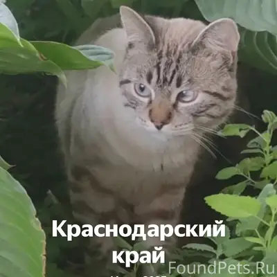 Найдена кошка, нуждается в помощи