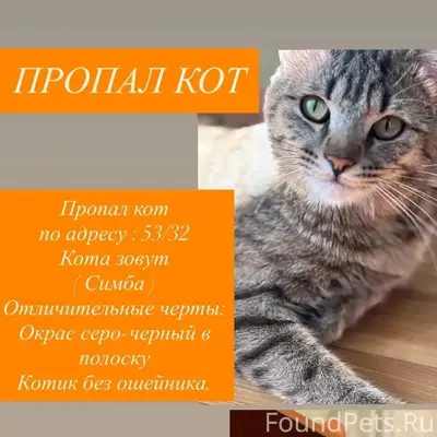 Пропал кот, 53/32