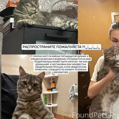 Пропал кот