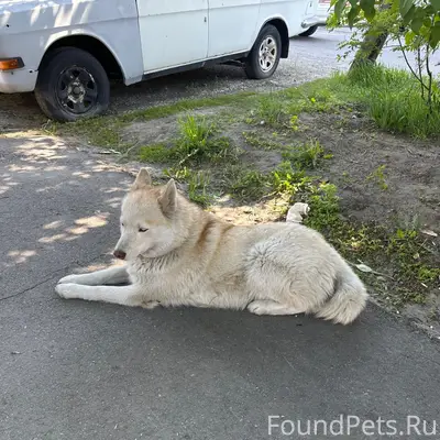 Найден хаски, место нахождения: Комсомольский, Гоголя