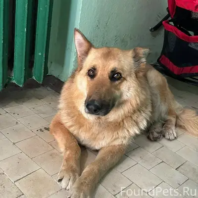 Пропала собака, район Вечного огня