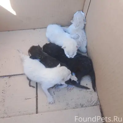 Найдены новорождённые котята