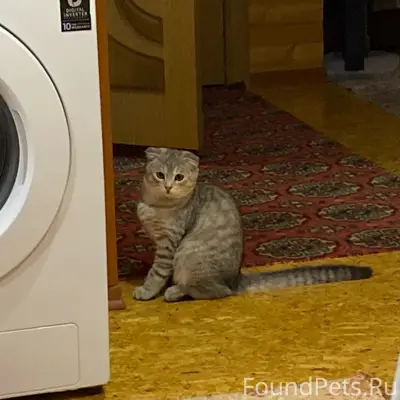Пропал котёнок Лунтик, посёлок Западный