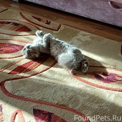 Пропал котик Марсель, Череповец, проспект Победы