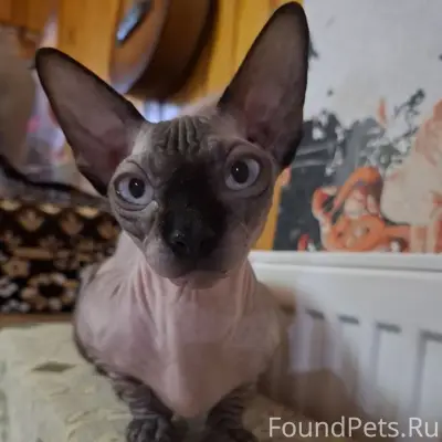 Пропала кошка,