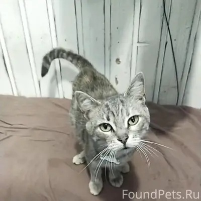 Пропала кошка Клепа, Мариенбург