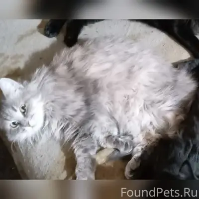 Пропали кот и кошка, Чёртик и Лиза, Коряжма