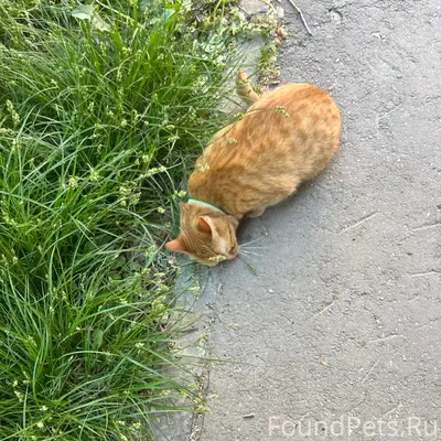 Найдена кошка, рыжая, в ошейнике, Мичурина / Лукачева