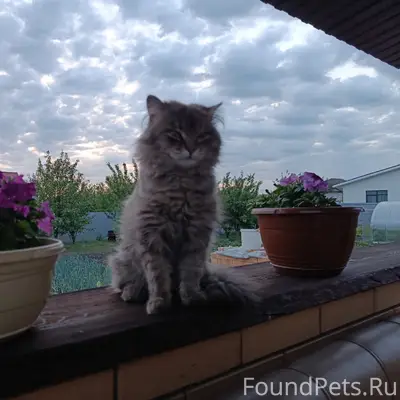 Пропал кот, Набокинские сады