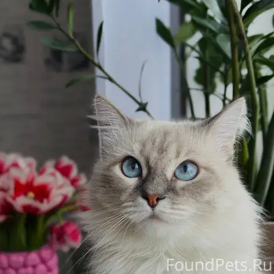 Пропала кошка Карамелька