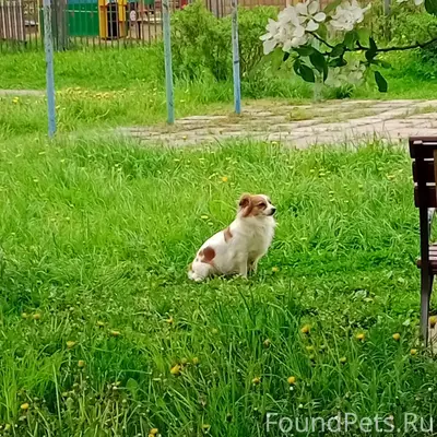 Пропала собака, Молодежная 18