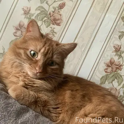 Пропала кошка,