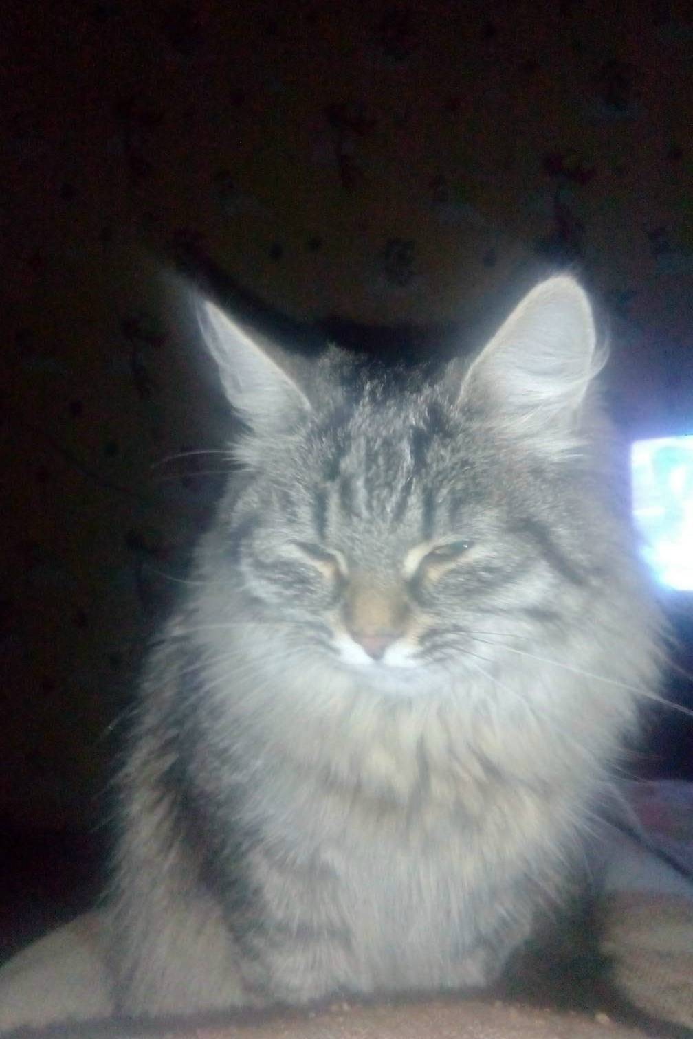 Пропала кошка Мотя, Военный Городок