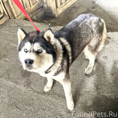 Найден метис хаски/маламута, район Пригородного Автовокзала