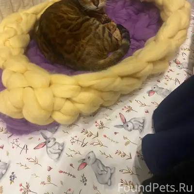 Пропала кошка, Севрюково