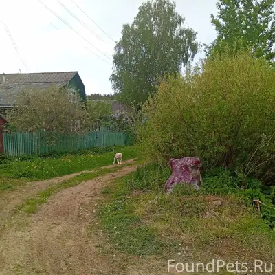 Пропал щенок Алабая, район Крутышка