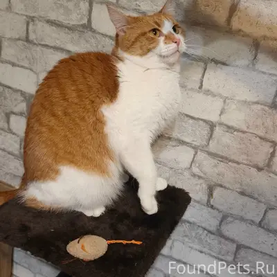 Пропала рыже-белая кошка, Володарский район