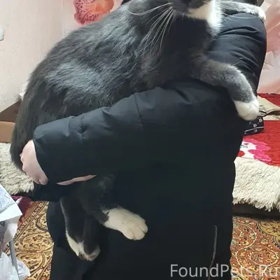 Пропал кот, ул. Зеленая