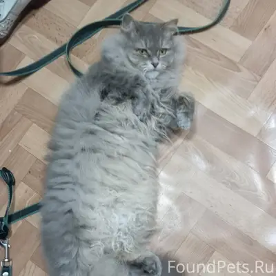 Пропала кошка Плюша, Майский