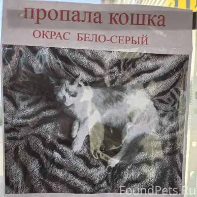 Пропала кошка, Соломбала