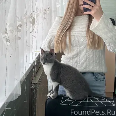 Пропал котёнок, неизвестно место пропажи