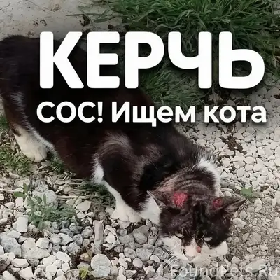 Пропал кот, Керчь