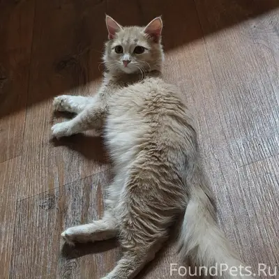 Пропала кошка, мкр. Внуковский