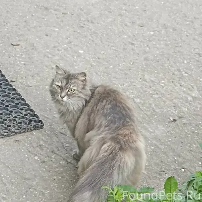 Найдена кошка, пер. Шангальский