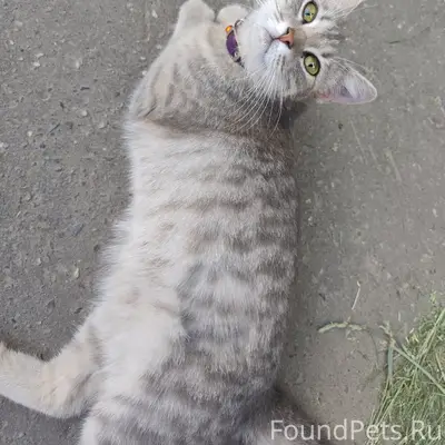 Найден котёнок, улица Безыменского