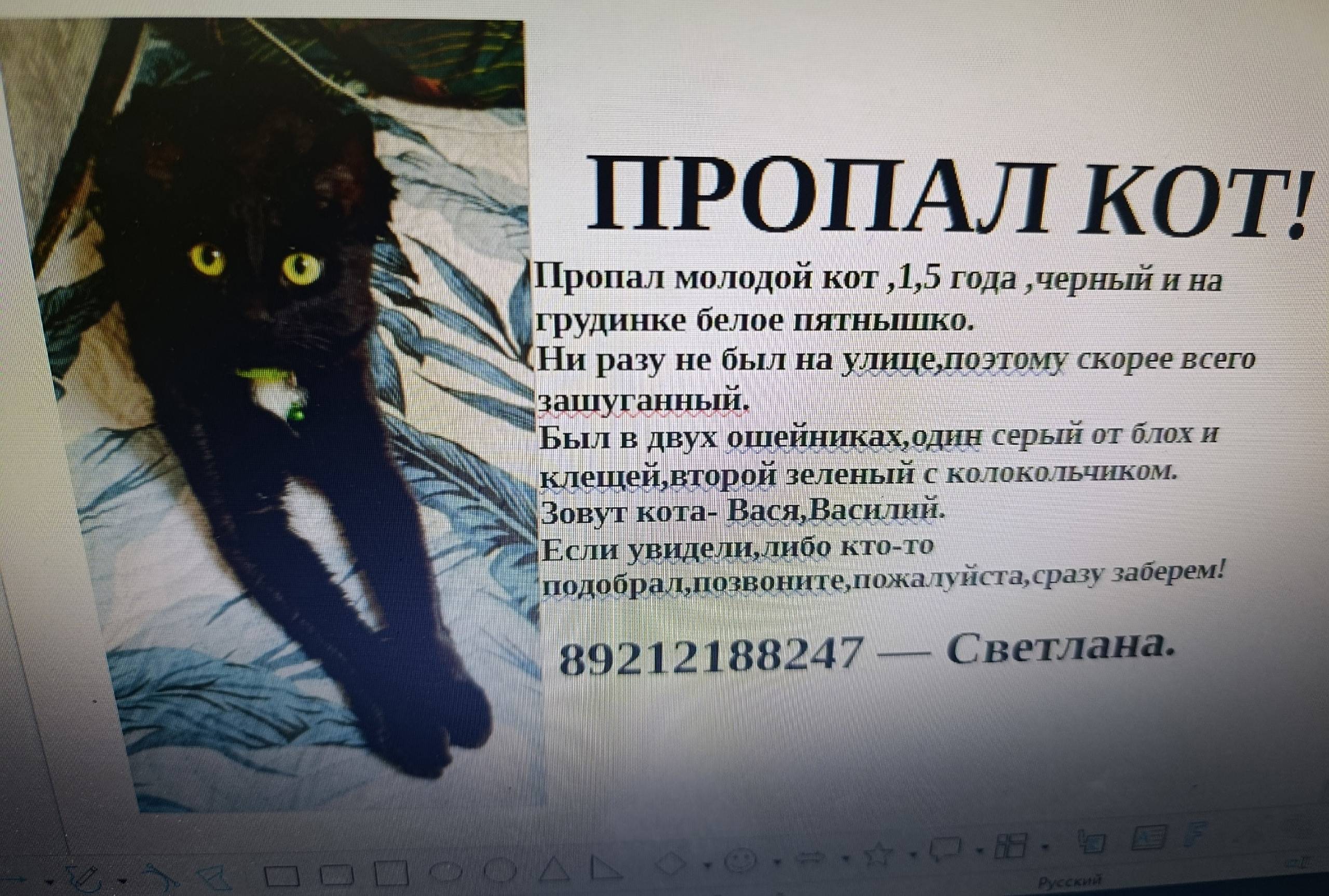 Пропал домашний кот, район вокзала