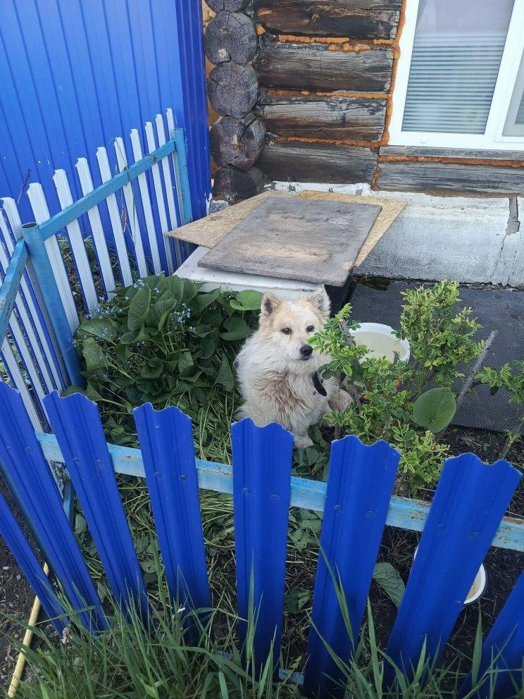 Пропала собака, нет данных о породе и месте пропажи