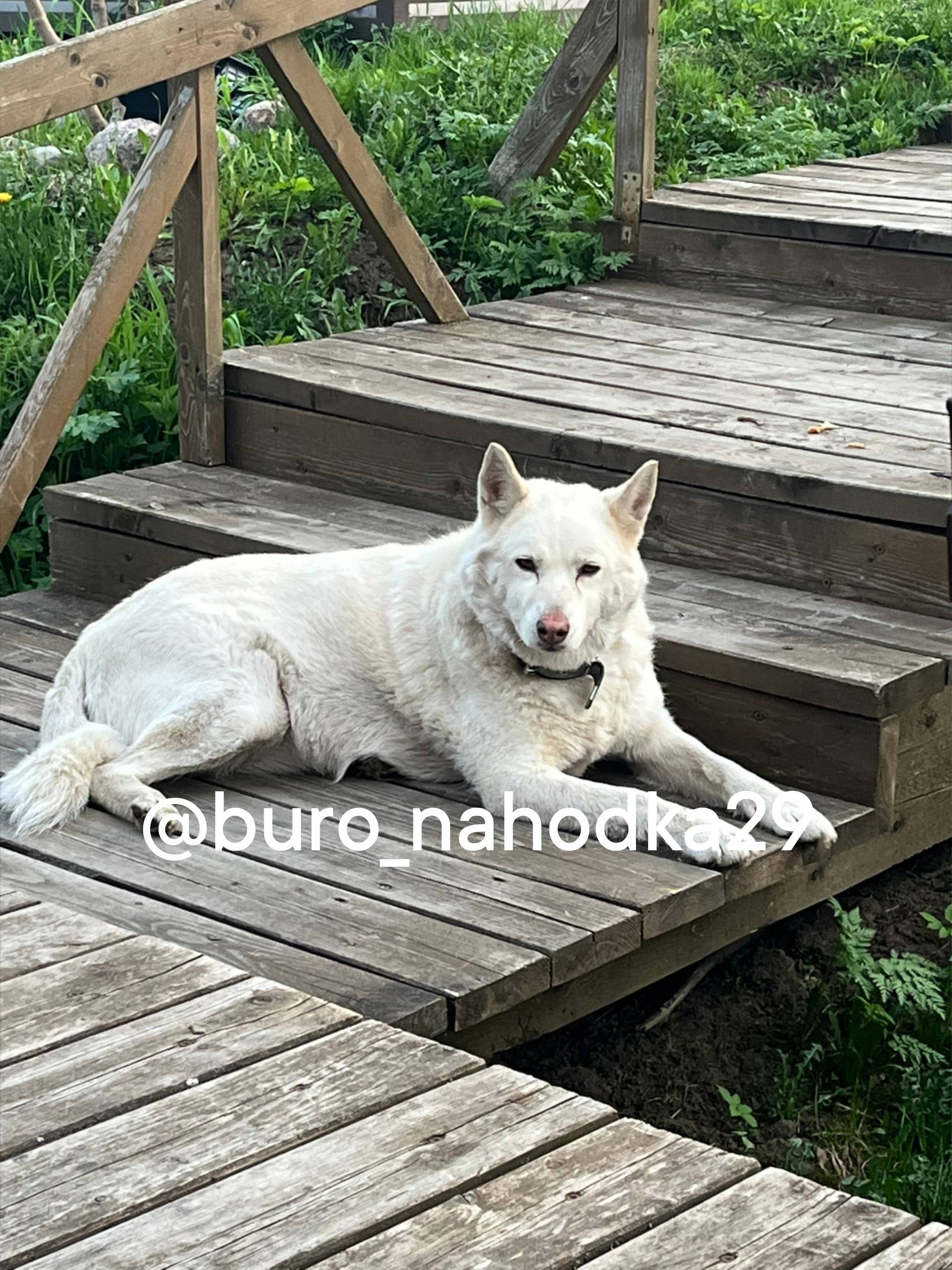 Найден пёс, деревня Никольское, Новодвинск