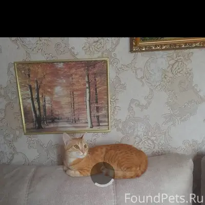 Пропала кошка Апельсина, г. Белебей