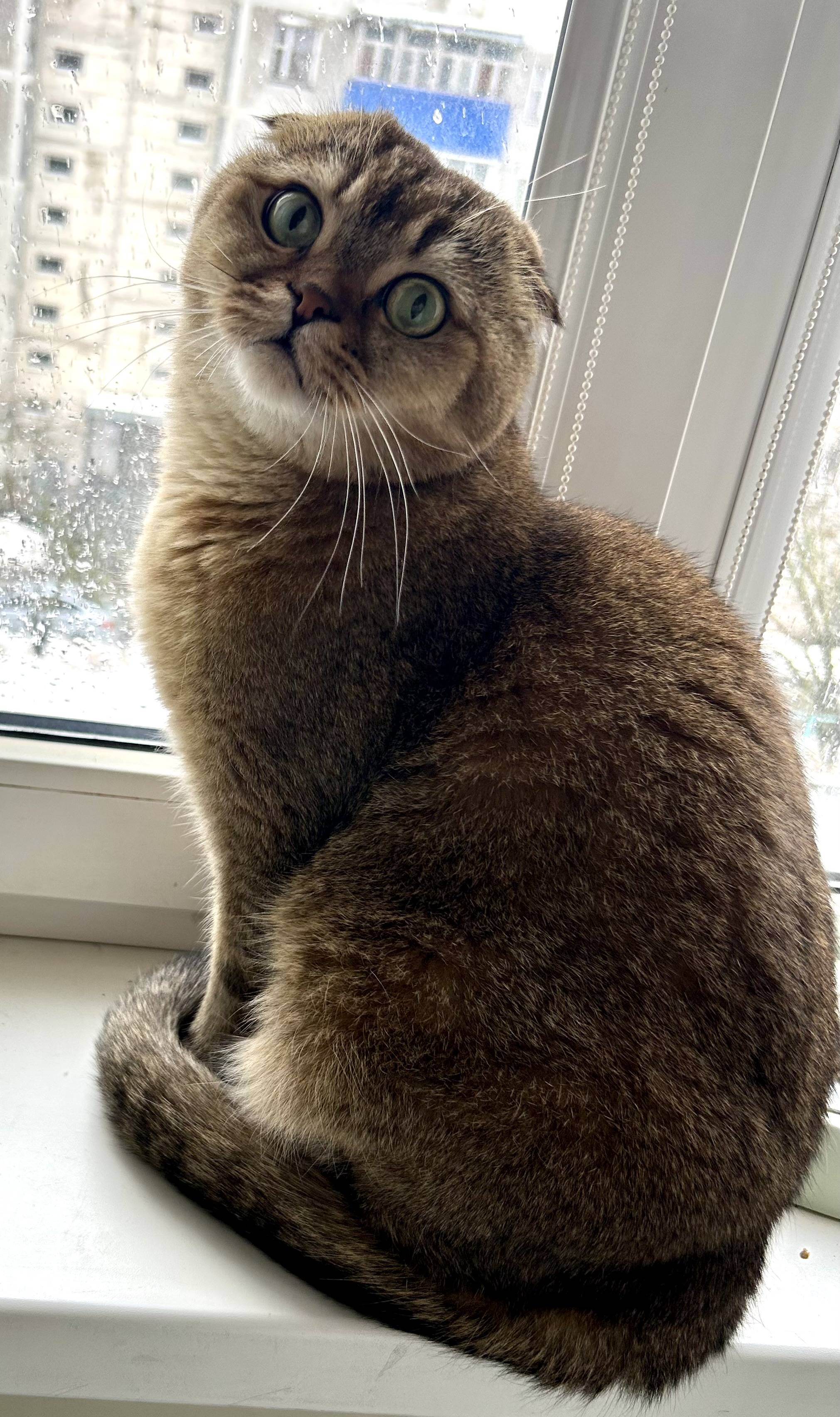 Потерялся кот!