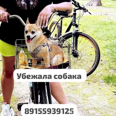 Пропала собака, Кальное