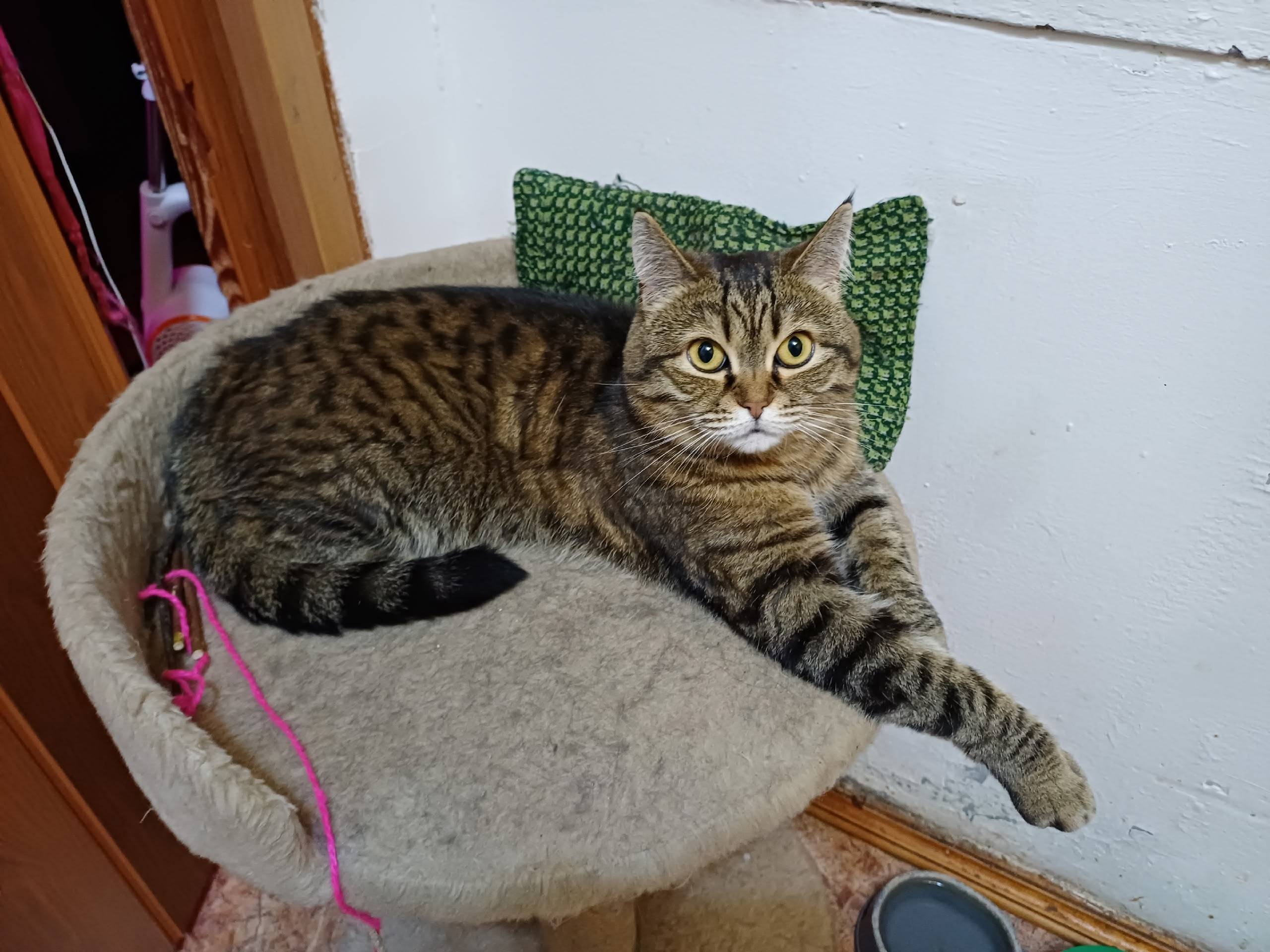 Пропала кошка,