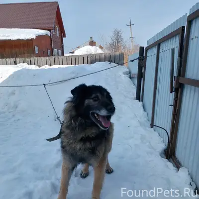 Пропал пёс Хан