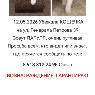 Пропала трехцветная кошка