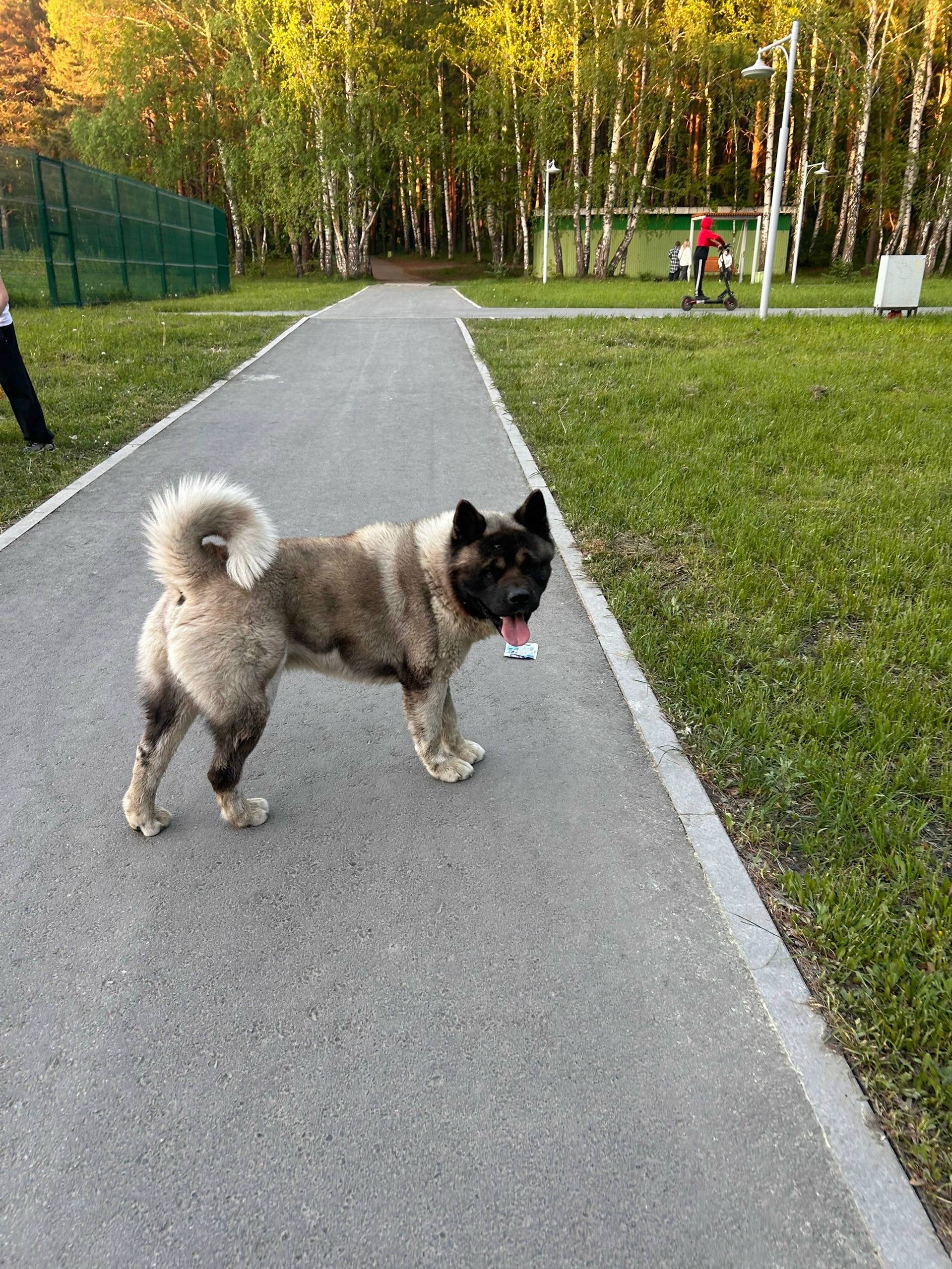 Найден Акита, парк Химмаш