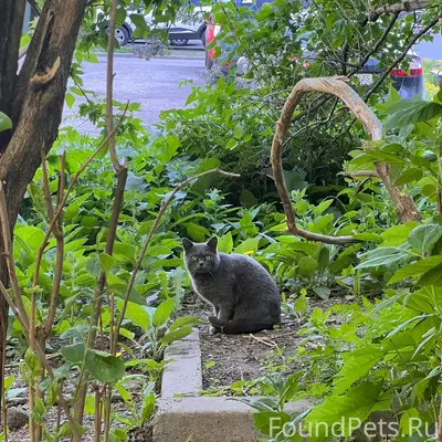Найден кот, Победы 200