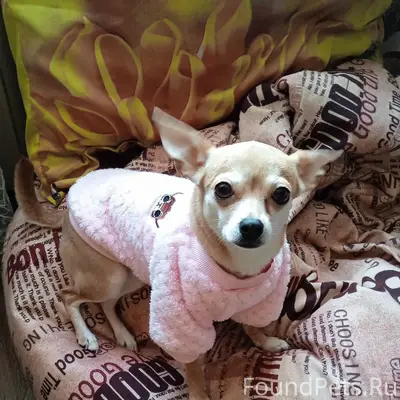Пропала собака, Заучье
