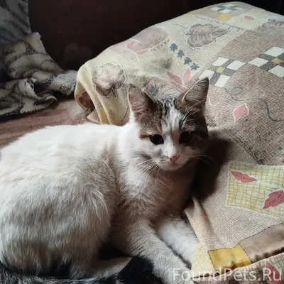 Пропал кот Лунтик, район городского кладбища