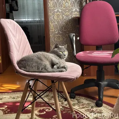Пропал кот Васька, район СХТ
