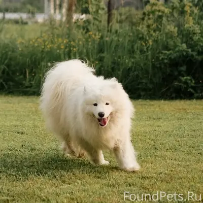 Пропала собака Самоед Умка, Коммунар