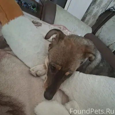 Пропал пёс Зевс