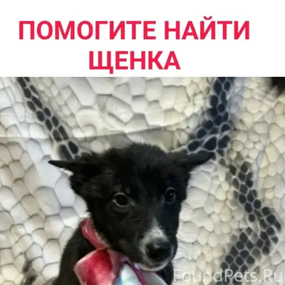 Пропала девочка-щенок, Мурманск