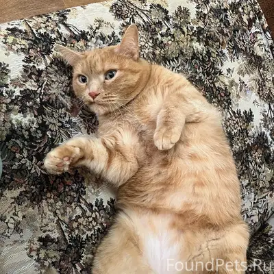 Пропал рыжий кот Рыжик, 42 комплекс