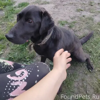 Найден пёс, село Новый Шуструй