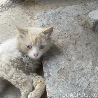 Найден кот ред пойнт, Калуга